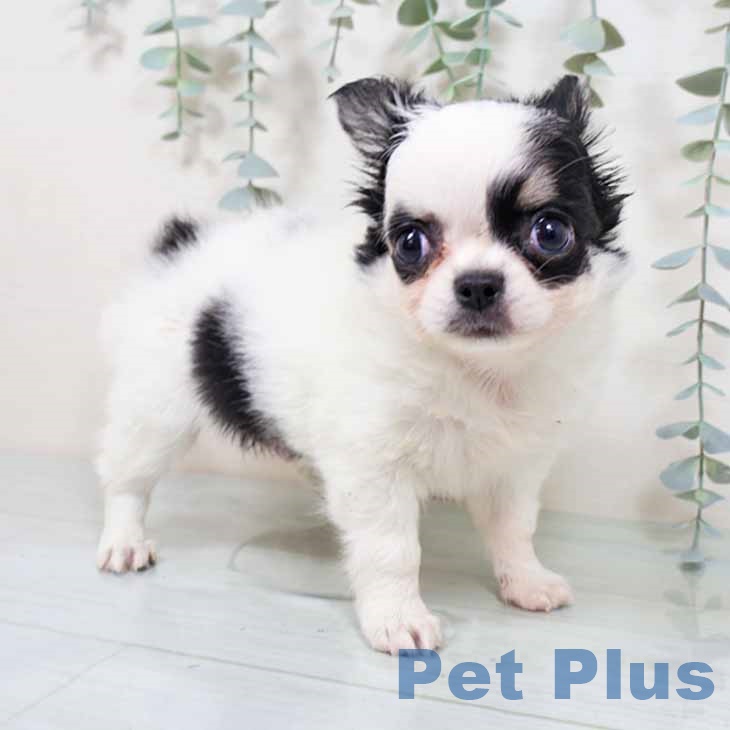 大阪府のチワワ(ロング) (ペットプラス イオン大日店/2025年9月21日生まれ/男の子/ホワイトブラックタン)の子犬の1枚目の画像