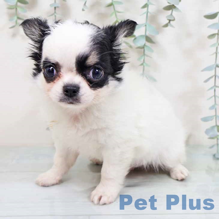 大阪府のチワワ(ロング) (ペットプラス イオン大日店/2025年9月21日生まれ/男の子/ホワイトブラックタン)の子犬の2枚目の画像