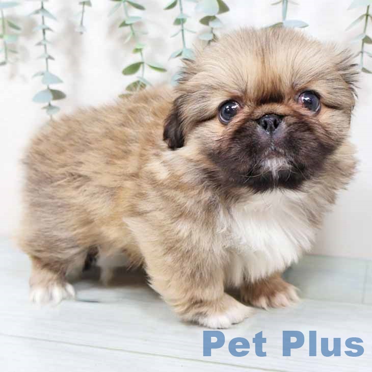 大阪府のペキニーズ (ペットプラス 鶴見店/2025年9月21日生まれ/男の子/フォーン)の子犬の1枚目の画像