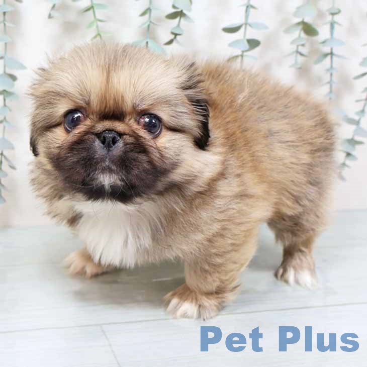 大阪府のペキニーズ (ペットプラス 鶴見店/2025年9月21日生まれ/男の子/フォーン)の子犬の2枚目の画像