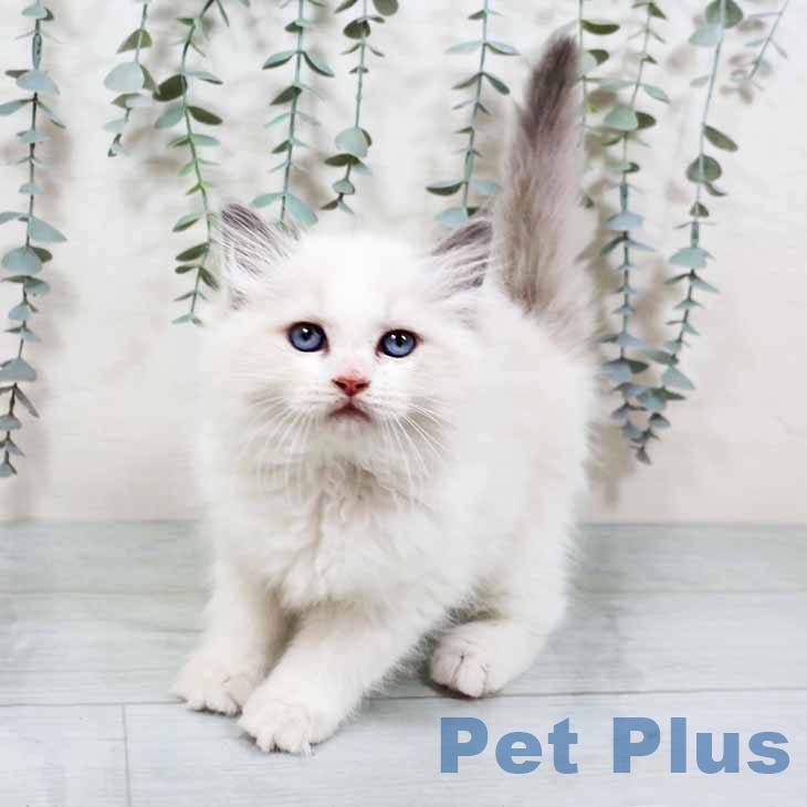 ラグドールの写真2