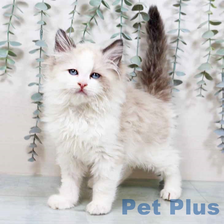 京都府のラグドール (ペットプラス イオンモールKYOTO店/2025年9月16日生まれ/男の子/シールポイントバイカラー)の子猫の1枚目の画像