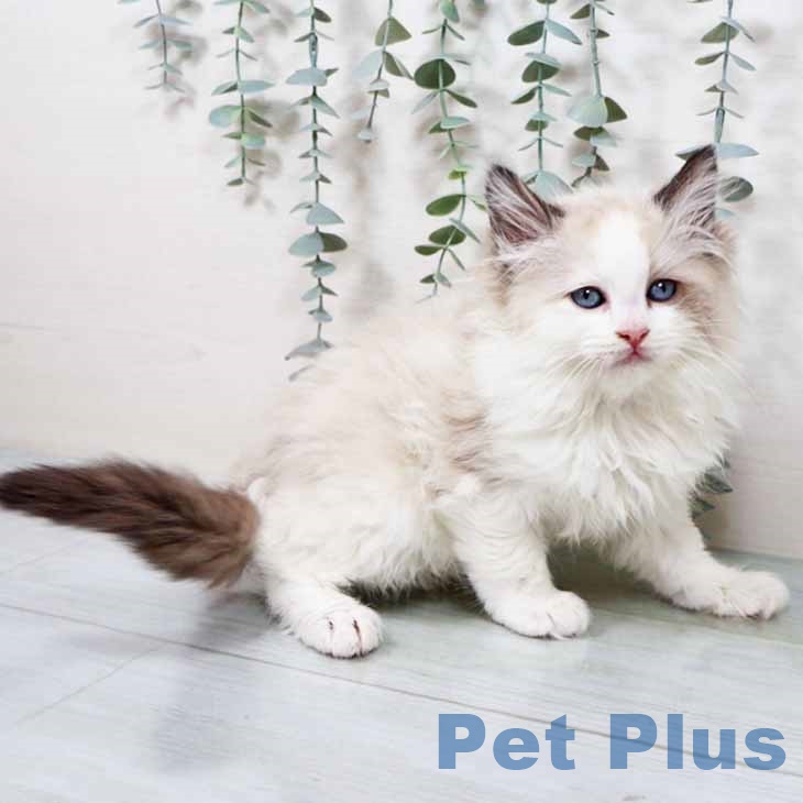 京都府のラグドール (ペットプラス イオンモールKYOTO店/2025年9月16日生まれ/男の子/シールポイントバイカラー)の子猫の2枚目の画像