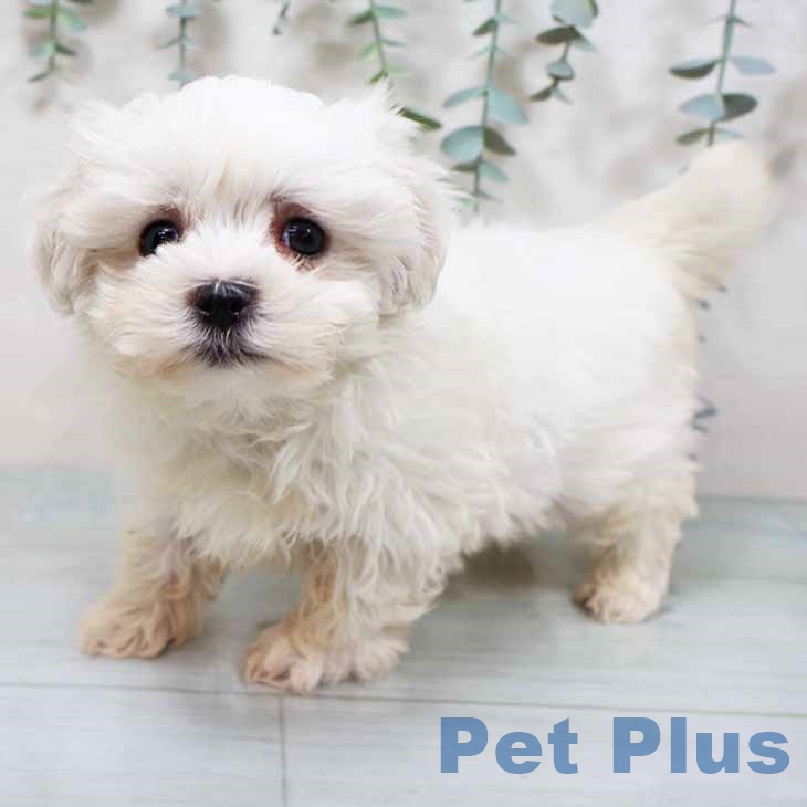 マルチーズの写真2