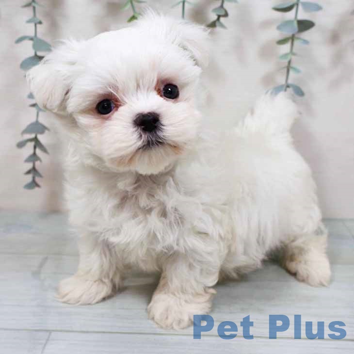 京都府のマルチーズ (ペットプラス 京都桂川店/2025年9月22日生まれ/男の子/ホワイト)の子犬の1枚目の画像