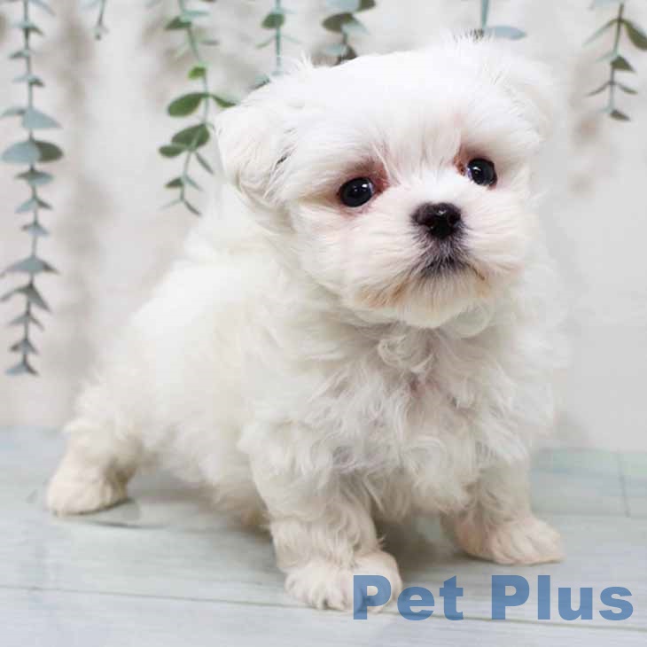 京都府のマルチーズ (ペットプラス 京都桂川店/2025年9月22日生まれ/男の子/ホワイト)の子犬の2枚目の画像