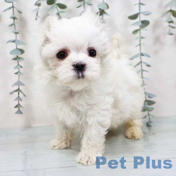 大阪府のマルチーズ (ペットプラス イオン大日店/2025年9月22日生まれ/男の子/ホワイト)の子犬