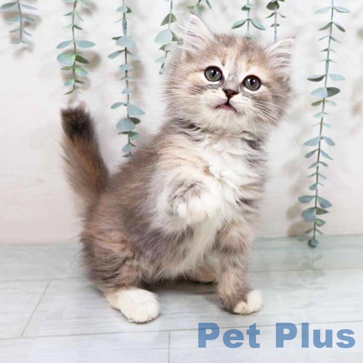 京都府のサイベリアン (ペットプラス イオンモールKYOTO店/2025年9月10日生まれ/女の子/ダイリュートキャリコ)の子猫の1枚目の画像