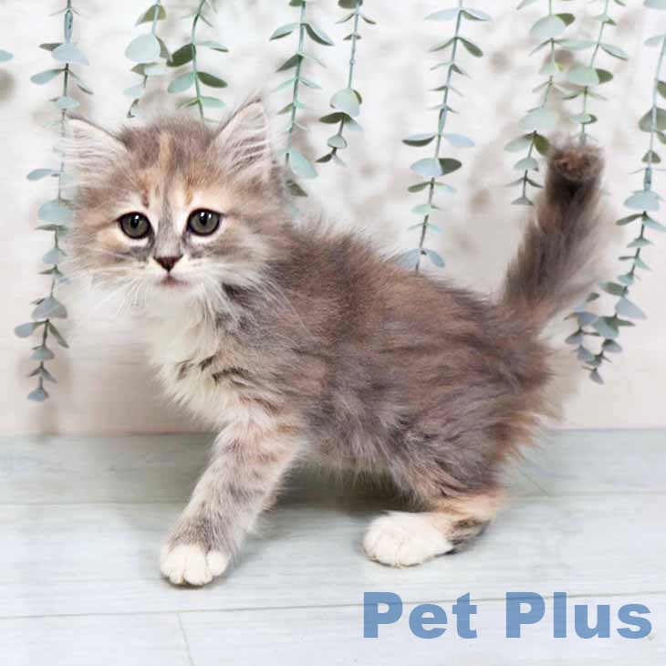 京都府のサイベリアン (ペットプラス イオンモールKYOTO店/2025年9月10日生まれ/女の子/ダイリュートキャリコ)の子猫の2枚目の画像
