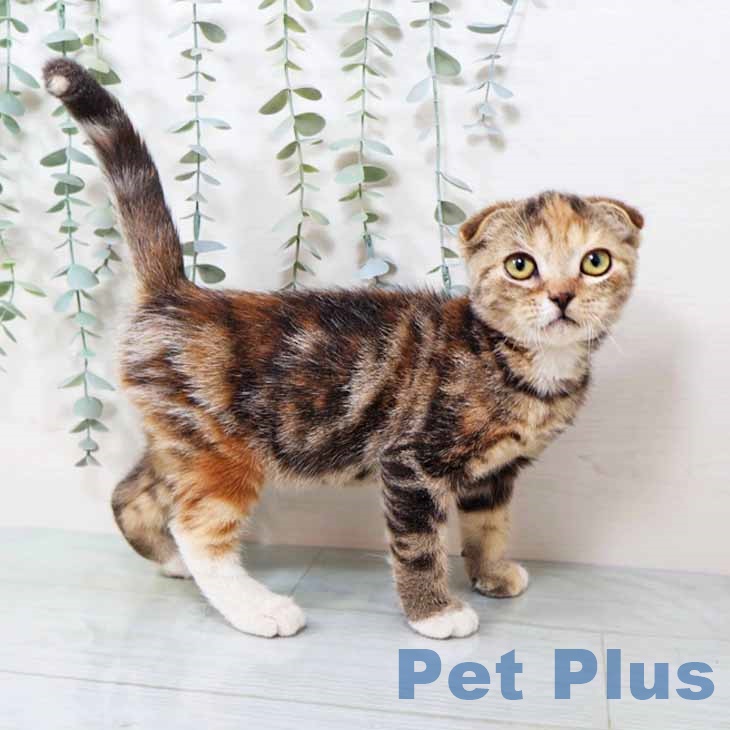 大阪府のスコティッシュフォールド (ペットプラス 鶴見店/2025年8月17日生まれ/女の子/ブラウンパッチドタビー)の子猫の1枚目の画像