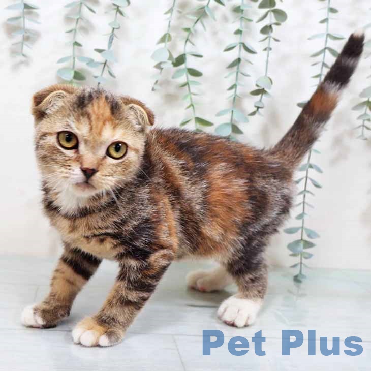 大阪府のスコティッシュフォールド (ペットプラス 鶴見店/2025年8月17日生まれ/女の子/ブラウンパッチドタビー)の子猫の2枚目の画像