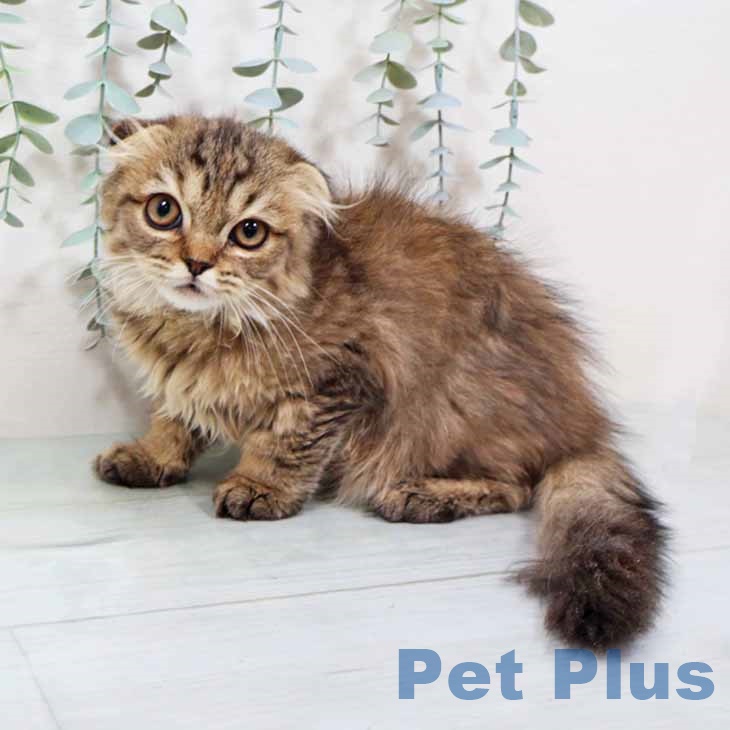 大阪府のスコティッシュフォールド (ペットプラス りんくう泉南店/2025年9月11日生まれ/女の子/ブラウンマッカレルタビー)の子猫の1枚目の画像