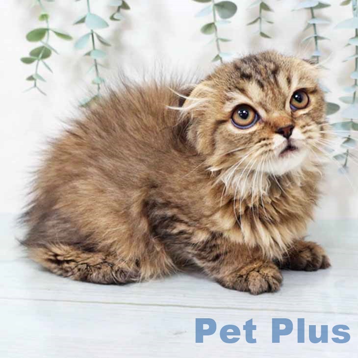 大阪府のスコティッシュフォールド (ペットプラス りんくう泉南店/2025年9月11日生まれ/女の子/ブラウンマッカレルタビー)の子猫の2枚目の画像