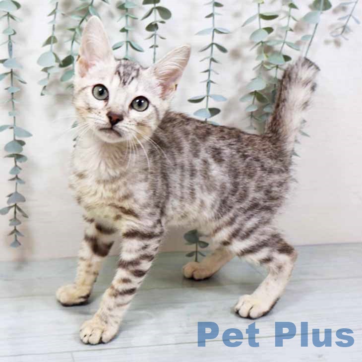大阪府のマンチカン (ペットプラス りんくう泉南店/2025年9月3日生まれ/男の子/シルバースポットタビー)の子猫の1枚目の画像