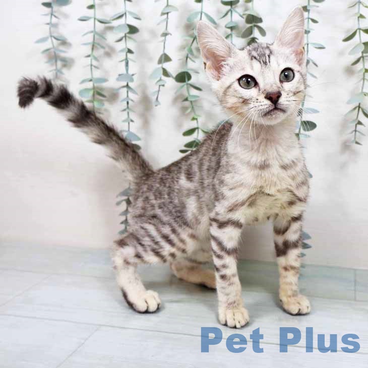 大阪府のマンチカン (ペットプラス りんくう泉南店/2025年9月3日生まれ/男の子/シルバースポットタビー)の子猫の2枚目の画像