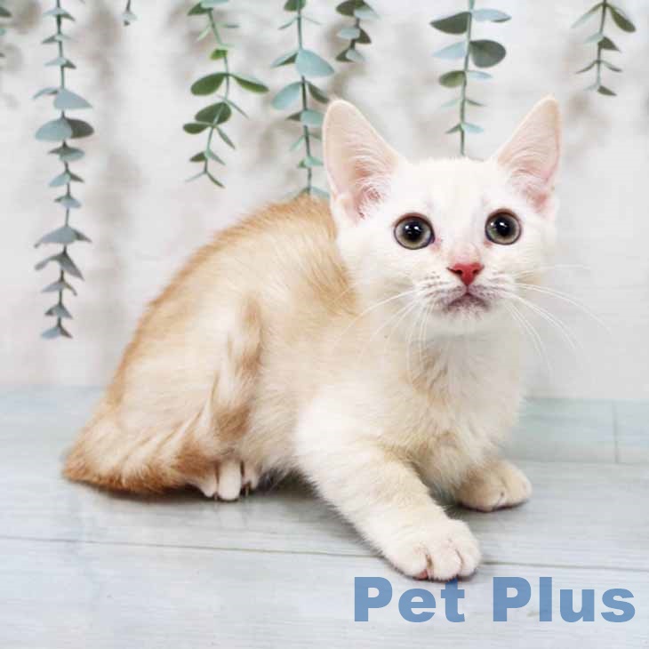 大阪府のマンチカン (ペットプラス イオン大日店/2025年9月15日生まれ/女の子/クリームホワイト)の子猫の1枚目の画像
