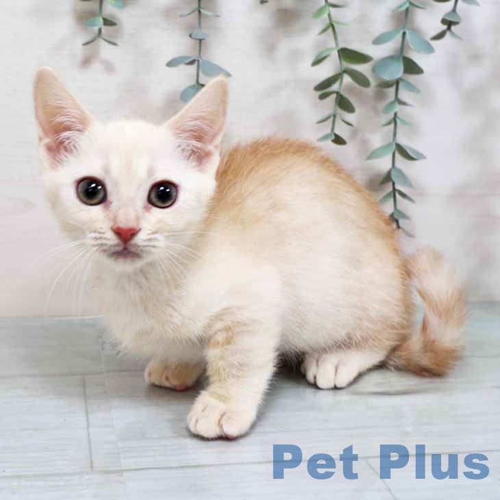 大阪府のマンチカン (ペットプラス イオン大日店/2025年9月15日生まれ/女の子/クリームホワイト)の子猫の2枚目の画像