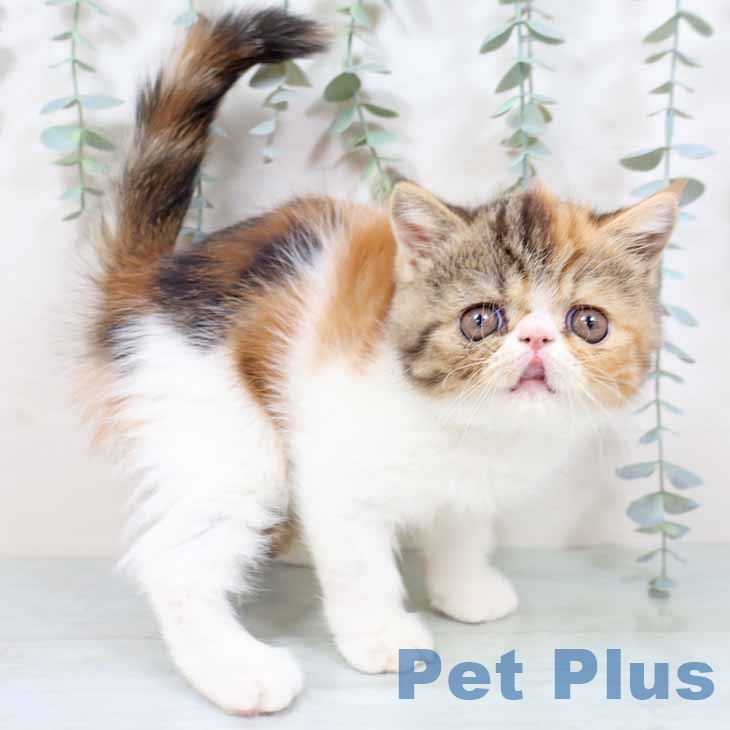 大阪府のエキゾチック (ペットプラス イオン大日店/2025年9月22日生まれ/女の子/キャリコ)の子猫の1枚目の画像