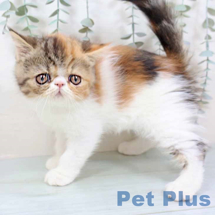 大阪府のエキゾチック (ペットプラス イオン大日店/2025年9月22日生まれ/女の子/キャリコ)の子猫の2枚目の画像