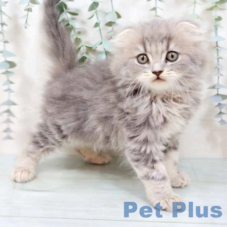 大阪府のスコティッシュフォールド (ペットプラス 鶴見店/2025年9月20日生まれ/男の子/ブルータビー)の子猫の1枚目の画像