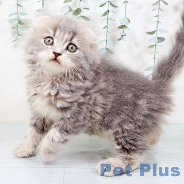 大阪府のスコティッシュフォールド (ペットプラス 鶴見店/2025年9月20日生まれ/男の子/ブルータビー)の子猫の2枚目の画像