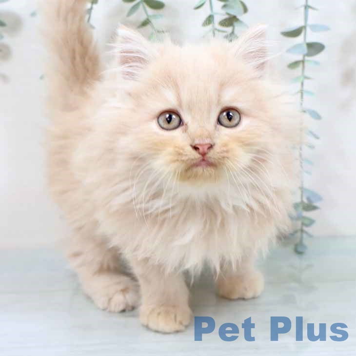 大阪府のラガマフィン (ペットプラス イオン大日店/2025年9月20日生まれ/男の子/クリームタビー)の子猫の1枚目の画像