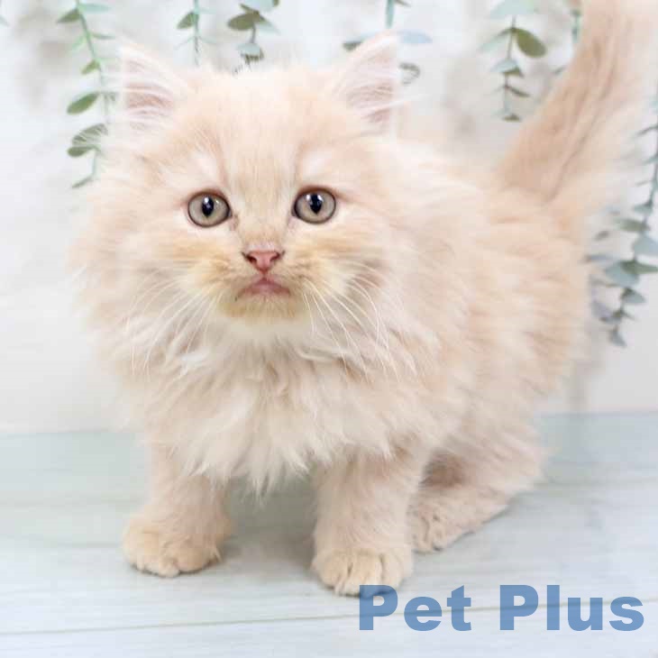 大阪府のラガマフィン (ペットプラス イオン大日店/2025年9月20日生まれ/男の子/クリームタビー)の子猫の2枚目の画像