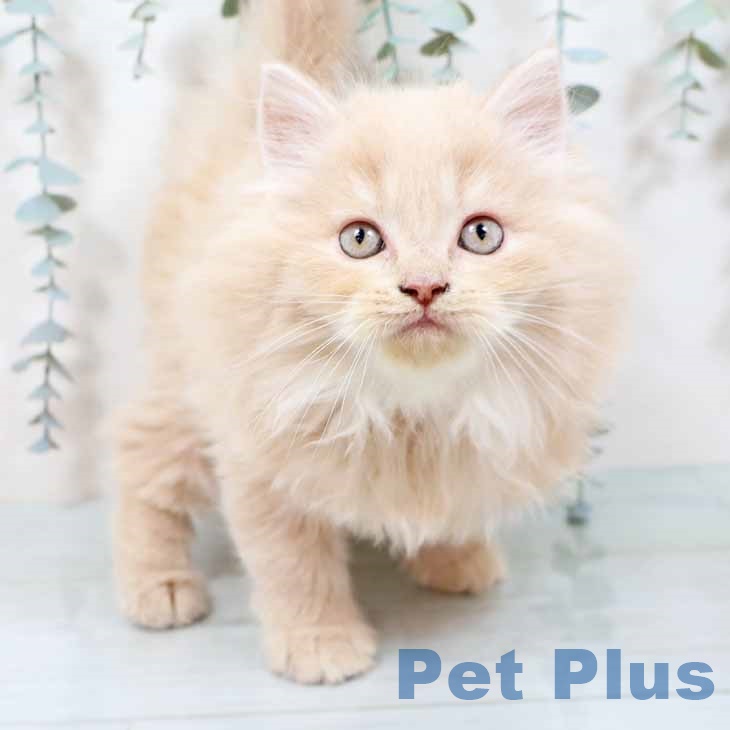 大阪府のラガマフィン (ペットプラス 鶴見店/2025年9月20日生まれ/男の子/クリームタビー)の子猫の1枚目の画像