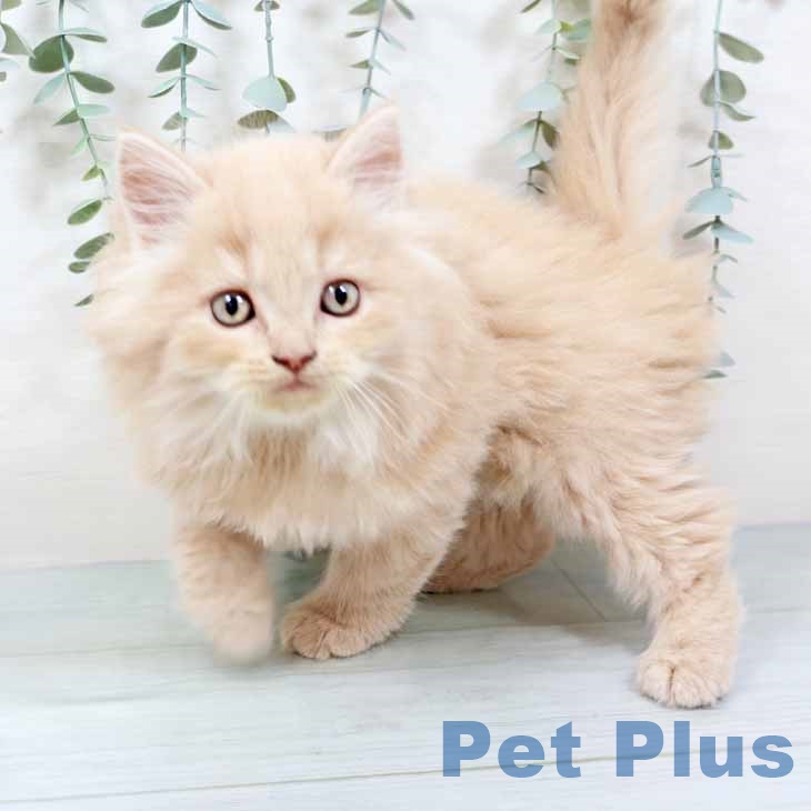 大阪府のラガマフィン (ペットプラス 鶴見店/2025年9月20日生まれ/男の子/クリームタビー)の子猫の2枚目の画像