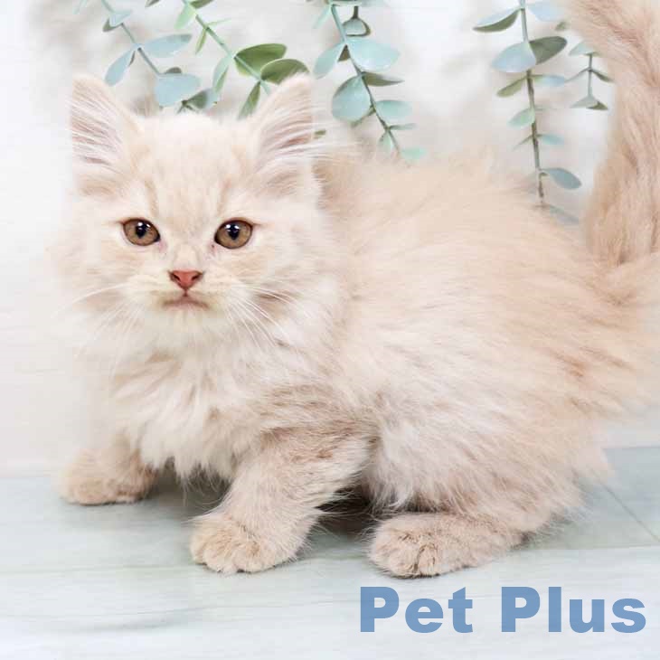 ラガマフィンの写真2