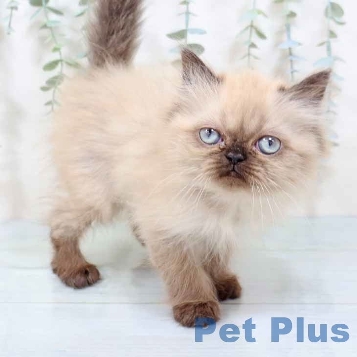 京都府のヒマラヤン (ペットプラス 京都桂川店/2025年9月10日生まれ/女の子/シールポイント)の子猫の1枚目の画像