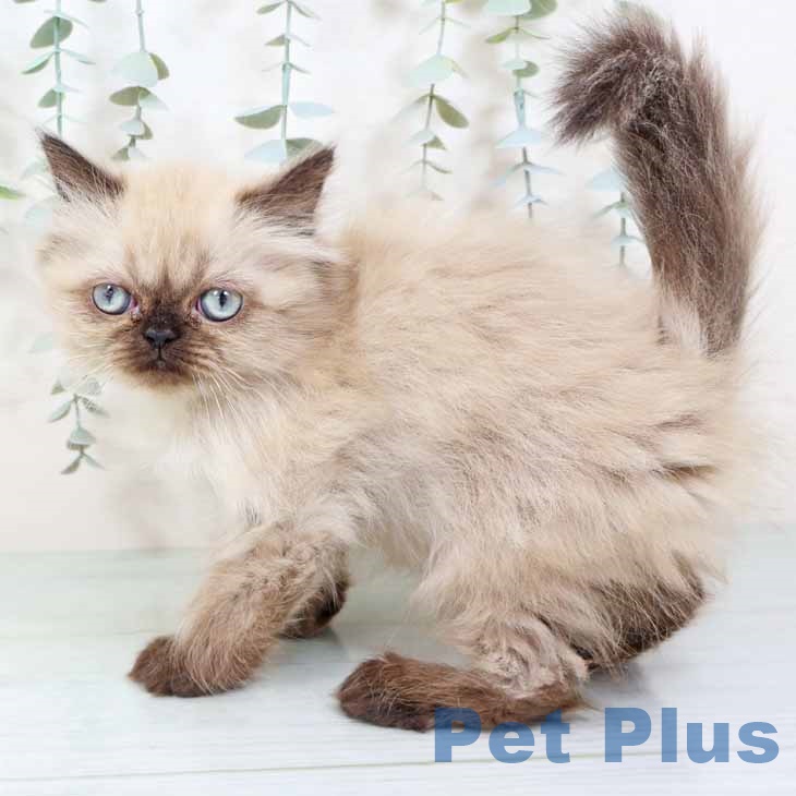 京都府のヒマラヤン (ペットプラス 京都桂川店/2025年9月10日生まれ/女の子/シールポイント)の子猫の2枚目の画像