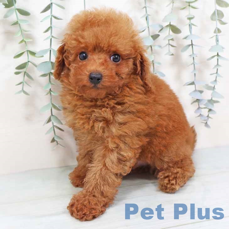 トイ・プードル