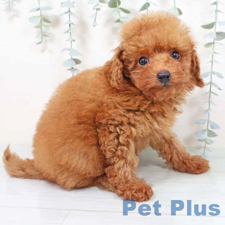 トイ・プードルの写真2