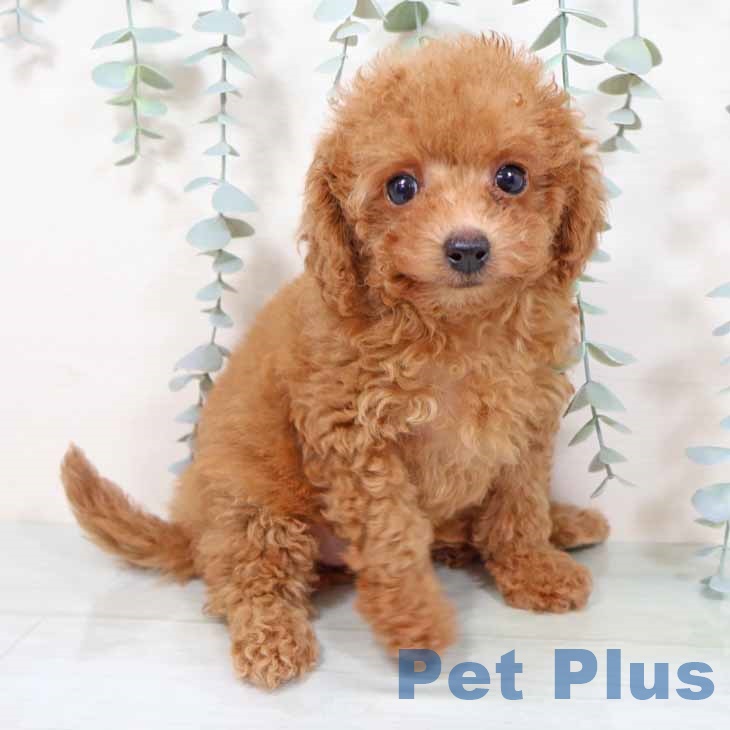 京都府のトイプードル(トイ) (ペットプラス 京都桂川店/2025年9月20日生まれ/女の子/レッドフォーン)の子犬の1枚目の画像