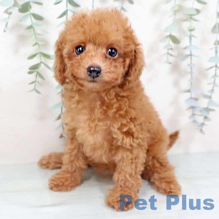 京都府のトイプードル(トイ) (ペットプラス 京都桂川店/2025年9月20日生まれ/女の子/レッドフォーン)の子犬の2枚目の画像