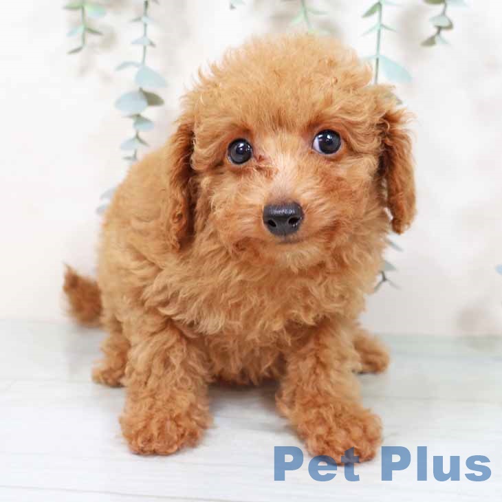 大阪府のトイプードル(トイ) (ペットプラス 大阪ドームシティ店/2025年9月20日生まれ/女の子/レッドフォーン)の子犬の1枚目の画像