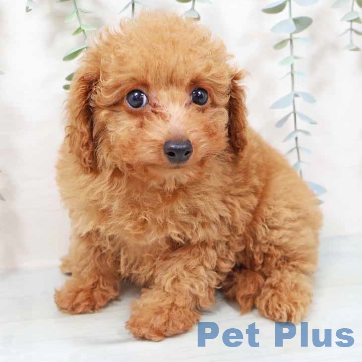 大阪府のトイプードル(トイ) (ペットプラス 大阪ドームシティ店/2025年9月20日生まれ/女の子/レッドフォーン)の子犬の2枚目の画像