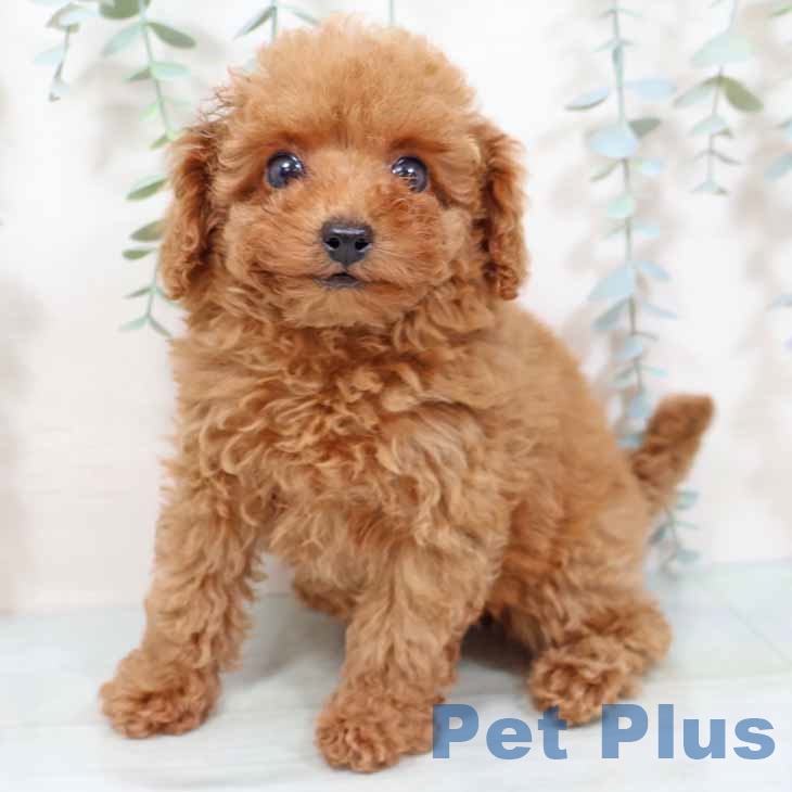 大阪府のトイプードル(トイ) (ペットプラス 堺鉄砲町店/2025年9月20日生まれ/女の子/レッドフォーン)の子犬の1枚目の画像