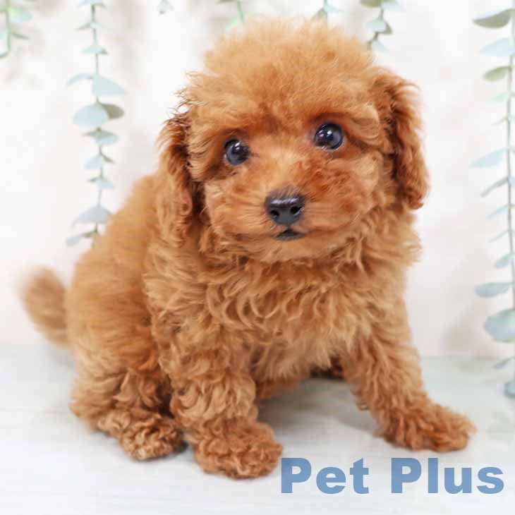 大阪府のトイプードル(トイ) (ペットプラス 堺鉄砲町店/2025年9月20日生まれ/女の子/レッドフォーン)の子犬の2枚目の画像