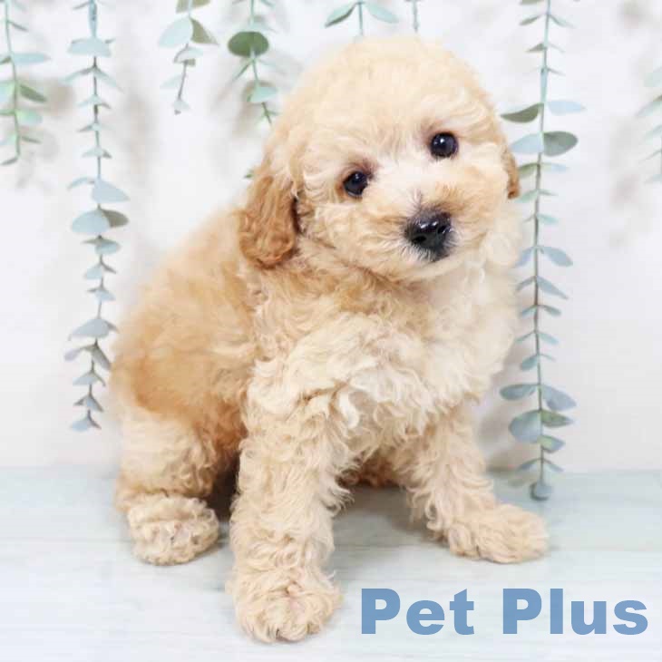 トイ・プードル