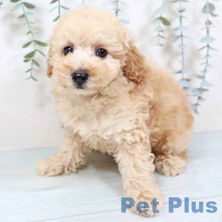 トイ・プードルの写真2