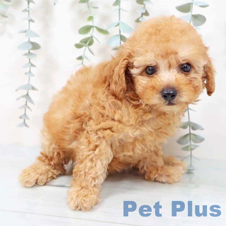大阪府のトイプードル(トイ) (ペットプラス イオン大日店/2025年9月24日生まれ/女の子/アプリコット)の子犬の2枚目の画像