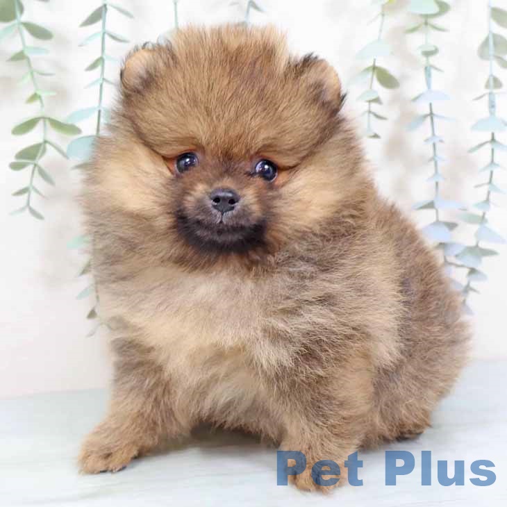 ポメラニアンの写真2