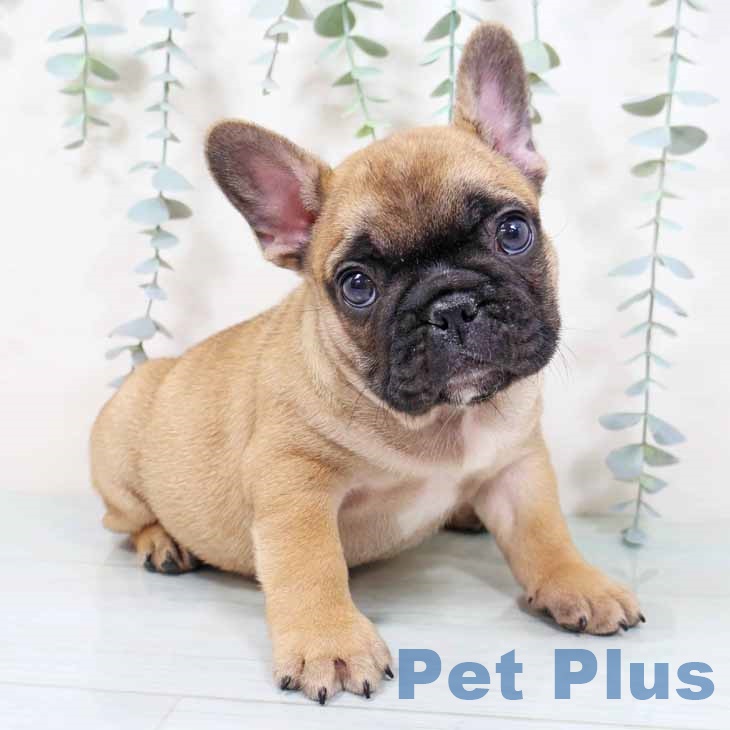 フレンチ・ブルドッグ