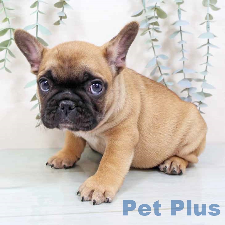 フレンチ・ブルドッグ