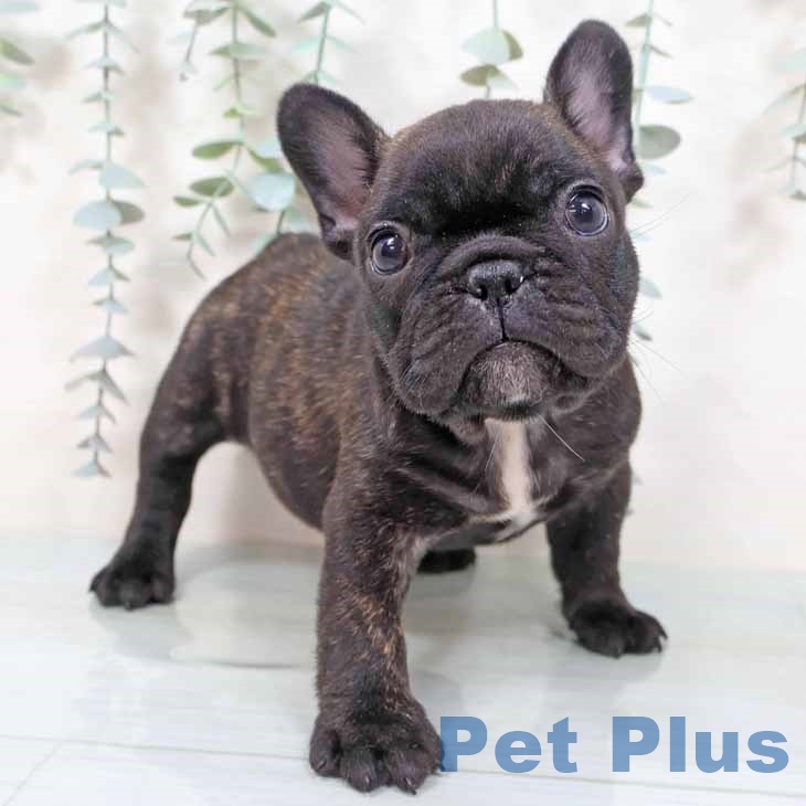 フレンチ・ブルドッグ