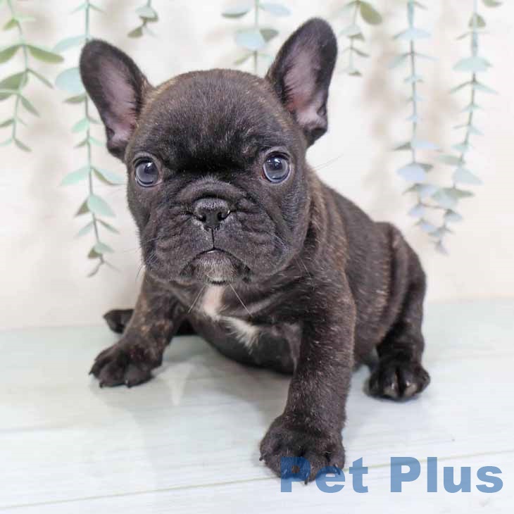 フレンチ・ブルドッグ