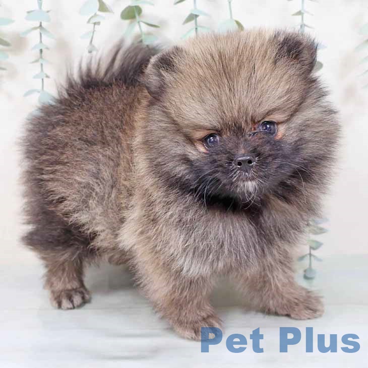 兵庫県のポメラニアン (ペットプラス 明石店/2025年9月19日生まれ/男の子/ウルフセーブル)の子犬