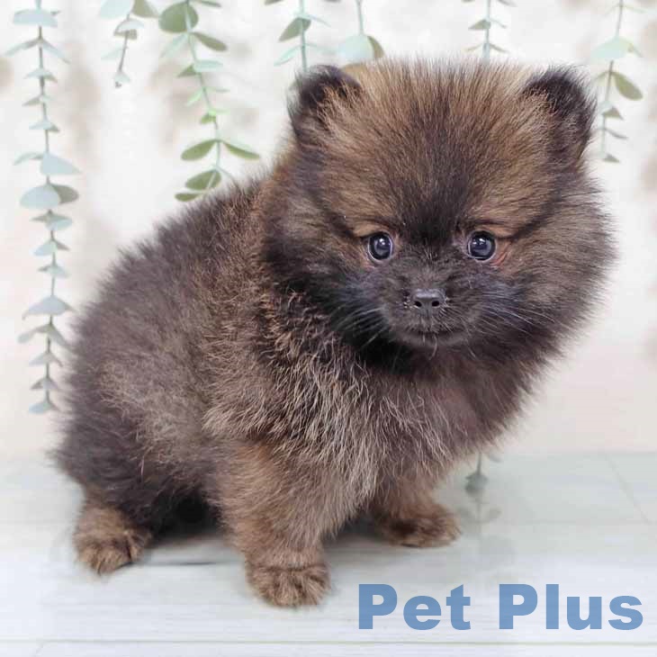 ポメラニアンの写真2